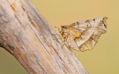 Herculesje / Early Thorn 