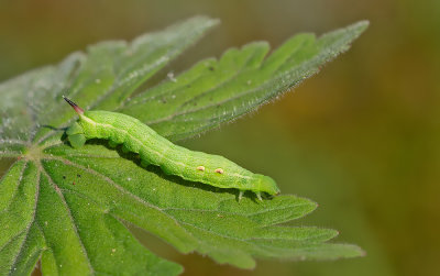 Elephant Hawk-moth / Groot Avondrood