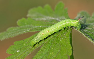 Elephant Hawk-moth / Groot Avondrood