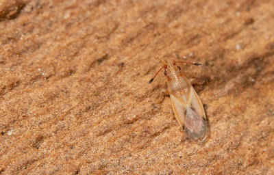 Cymus claviculus / Dwergcymus 