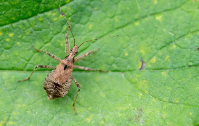Himacerus apterus / Boomsikkelwants
