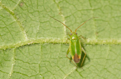 Orthotylus ericetorum / Heidesteilneus 
