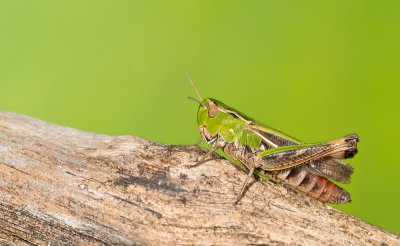 Stripe-winged grasshopper / Zoemertje