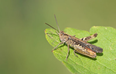 Common field grasshopper / Bruine sprinkhaan