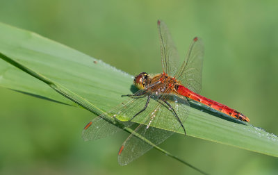 Spotted Darter / Kempense Heidelibel