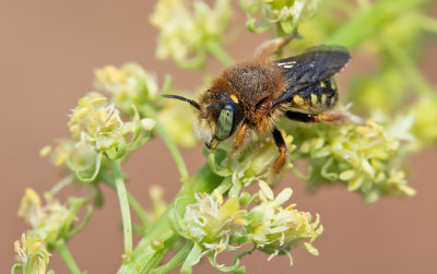 Anthidium punctatum / Kleine wolbij 