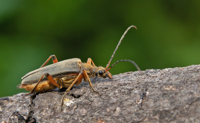 Stenocorus meridianus / Slanke schouderboktor 