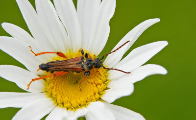 Round-necked Longhorn Beetle / Getailleerde boktor