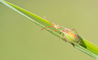 Myrmus miriformis / Kleine slanke glasvleugelwants