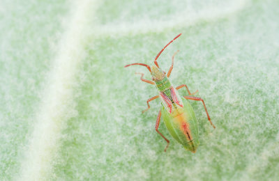 Myrmus miriformis / Kleine slanke glasvleugelwants