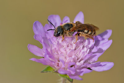 Great Banded Furrow-bee / Breedbandgroefbij