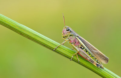 Large marsh grasshopper / Moerassprinkhaan 