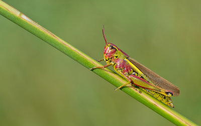 Large marsh grasshopper / Moerassprinkhaan 