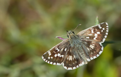 Sandy Grizzled Skipper / Turks spikkeldikkopje