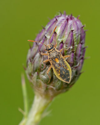 Brachycarenus tigrinus / Zwartgespikkelde glasvleugelwants