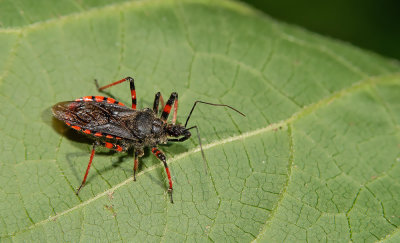 Rhynocoris annulatus / Geringde roofwants