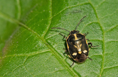 Eurydema oleracea / Koolschildwants