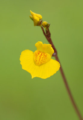 Utricularia australis / Loos blaasjeskruid