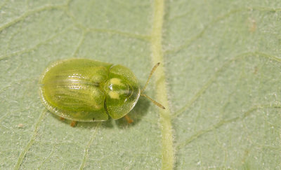 Cassida rubiginosa / Groene distelschildpadtor 