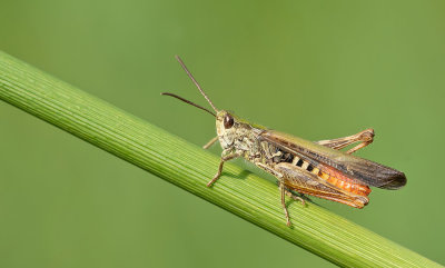 Common field grasshopper / Bruine sprinkhaan