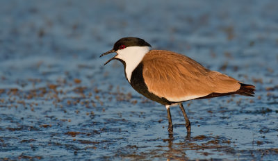 Spur-winged plover / Sporenkievit