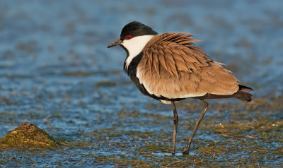 Spur-winged plover / Sporenkievit