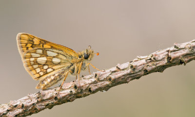 Chequered Skipper / Bont Dikkopje