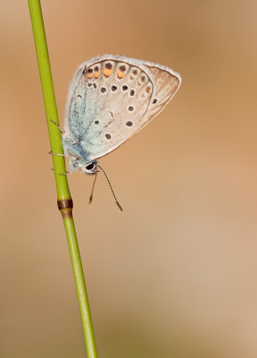 Amanda's Blue / Wikkeblauwtje