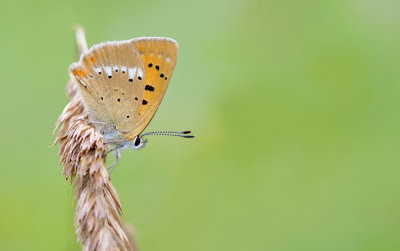 Scarce copper / Morgenrood