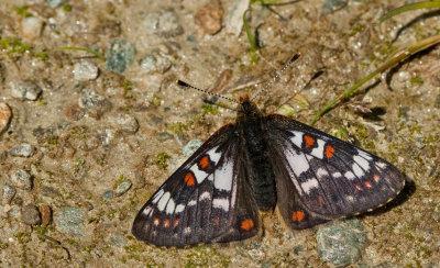 Cynthia's Fritillary / Witbonte parelmoervlinder 