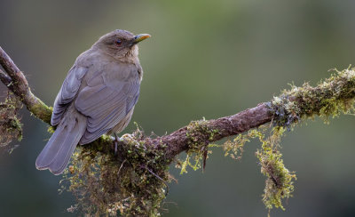 Clay-colored Thrush / Grays lijster