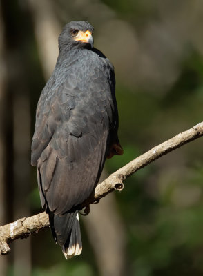 Common black hawk / Zwarte buizerd 