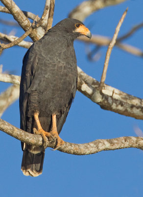 Common black hawk / Zwarte buizerd 