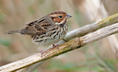 Little Bunting / Dwerggors 