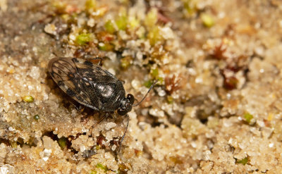 Saldula fucicola