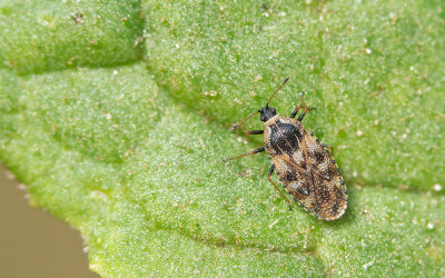 Dictyla echii / Slangenkruidnetwants
