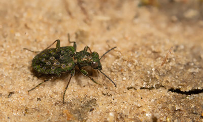Elaphrus riparius / Gewone oeverloopkever