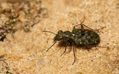 Elaphrus riparius / Gewone oeverloopkever
