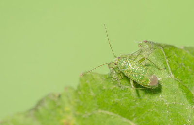 Orthotylus flavosparsus / Amarantensteilneus