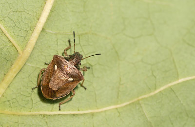 Eysarcoris aeneus / Weegbreeschildwants