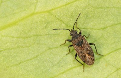Peritrechus nubilus / Gewone dartelwants