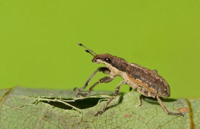 Sitona griseus / Kleine lupinekever 