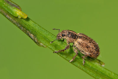 Sitona regensteinensis / Kleine brembladrandkever