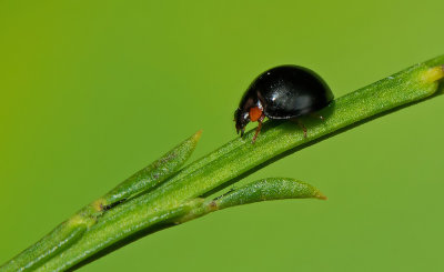 Exochomus nigromaculatus / Zwart lieveheersbeestje
