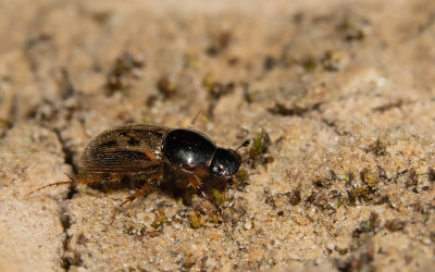 Aphodius contaminatus