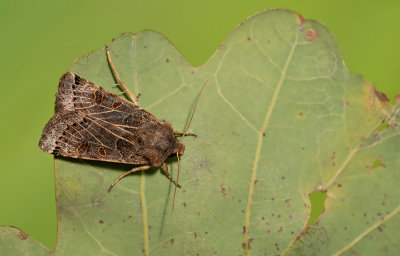 Agrochola lunosa / Maansikkeluil