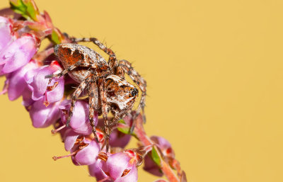Oxyopes ramosus / Prachtlynxspin