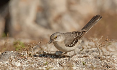 Northern mockingbird / Spotlijster 