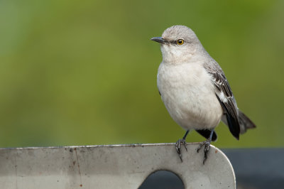 Northern mockingbird / Spotlijster 