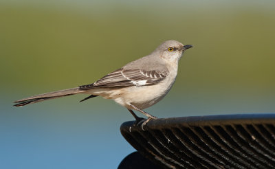 Northern mockingbird / Spotlijster 